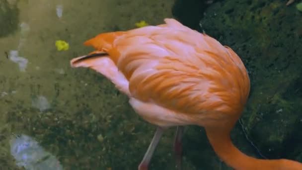 华丽的粉红色火烈鸟站在水中 美丽的背景 — 图库视频影像