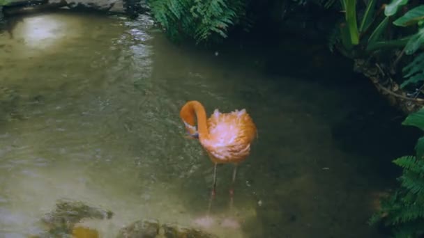 Prachtige Roze Flamingo Staande Het Water Mooie Achtergronden — Stockvideo