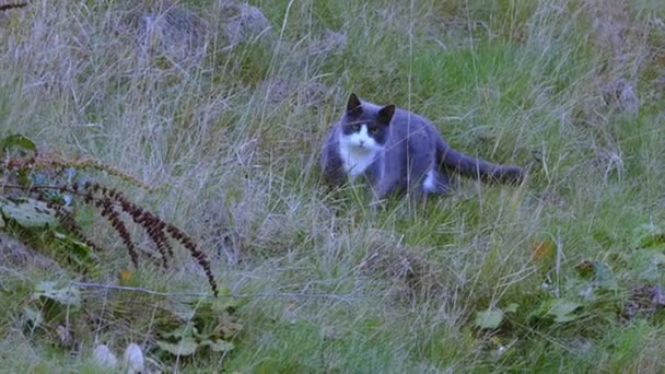 Niedlichen Grauen Katze Kriecht Gras Auf Natürliche Landschaft Schöne Tierische — Stockvideo