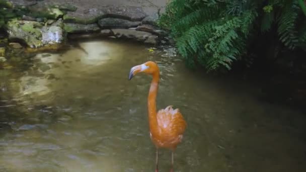 Великолепные Розовые Фламинго Стоящие Воде Красивый Фон — стоковое видео