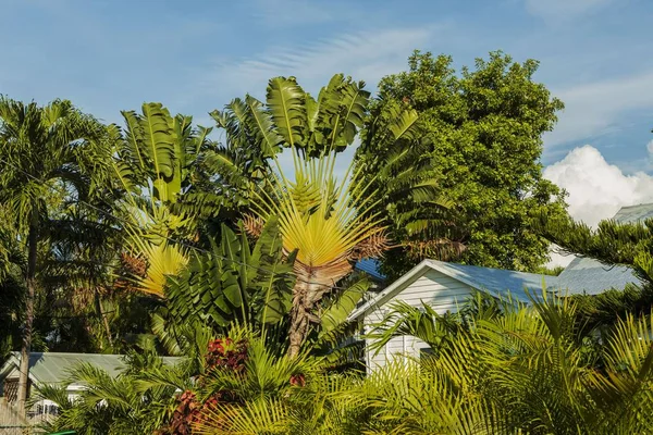 Hermosa Vista Pequeñas Casas Rodeadas Verdes Palmeras Plantas Key West — Foto de Stock