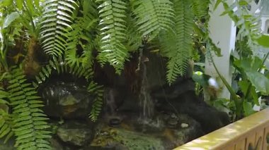 Yeşil eğreltiotu çalılıklarında güzel bir dere. Etrafta uçuşan muhteşem kelebekler. Muhteşem doğal altyapılar..