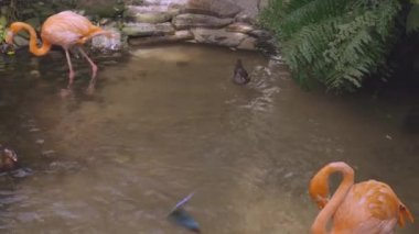 Gölette yiyecek arayan sevimli flamingo kuşları ve ördekler. Güzel kuşlar arka planda. 