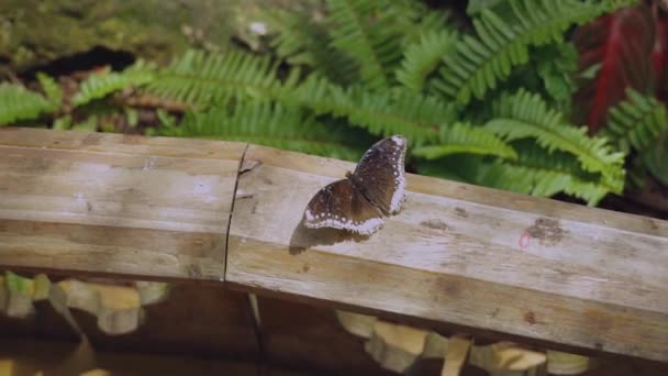 Vista Cerca Hermosa Mariposa Marrón Barandilla Madera Hermosos Fondos Fauna — Vídeo de stock