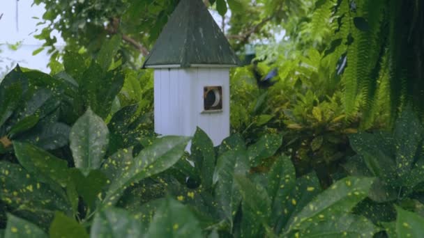 美丽的白色蝴蝶房子 美丽的居民 绿叶背景上的蓝色蝴蝶 — 图库视频影像
