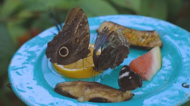 豪華な蝶のグループのクローズアップビューの果物を食べています 美しい自然背景 — ストック動画