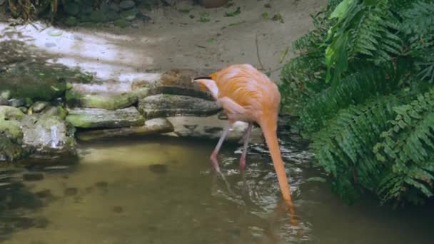 Hermoso Flamenco Buscando Comida Agua Fondo Aves Hermosas — Vídeos de Stock