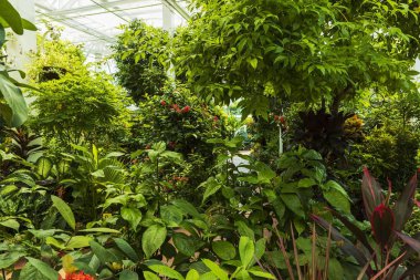 View of gorgeous green plants in greenhouse. Beautiful natural green backgrounds.