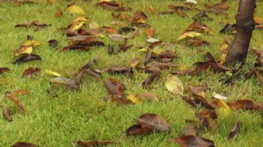 Sarı portakal yapraklı çimlerin arka planına yakından bakın. Sonbahar manzarası inanılmaz..