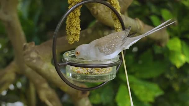 可爱的浅灰色的鸟吃饲料从喂食槽 美丽的鸟类背景 — 图库视频影像