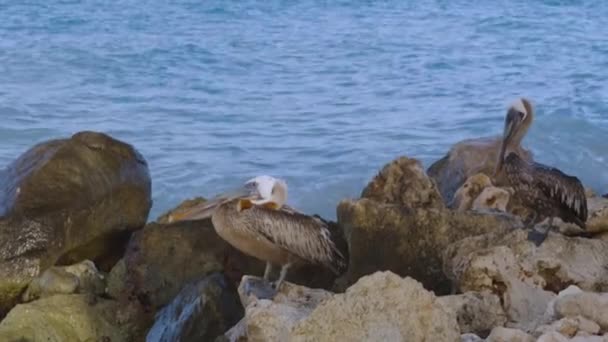 Pelícanos Sentados Roca Agua Turquesa Fondo Azul Cielo Del Caribe — Vídeos de Stock