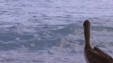 Kayanın üzerinde oturan pelikanlar. Turkuaz su ve mavi gökyüzü arka planı. Karayipler. Aruba. Doğanın arka planı.