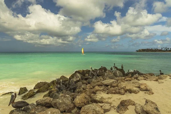 Bela Vista Costa Oceano Atlântico Ilha Aruba Pelicanos Sentados Rocha — Fotografia de Stock