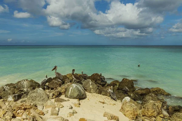 Bela Vista Costa Oceano Atlântico Ilha Aruba Pelicanos Sentados Rocha — Fotografia de Stock