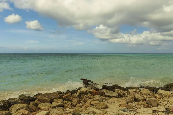 Pelikan Siedzący Skale Turkusowa Woda Błękitne Tło Nieba Karaiby Aruba — Zdjęcie stockowe