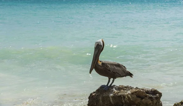 Pelican Sitting Rock Turquoise Water Blue Sky Background Caribbean Aruba — Stock Photo, Image