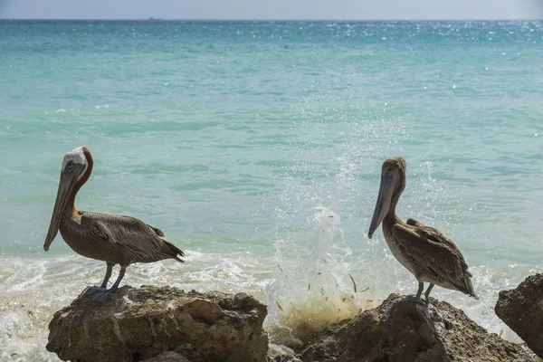 Pelícanos Sentados Roca Agua Turquesa Fondo Azul Cielo Del Caribe — Foto de Stock