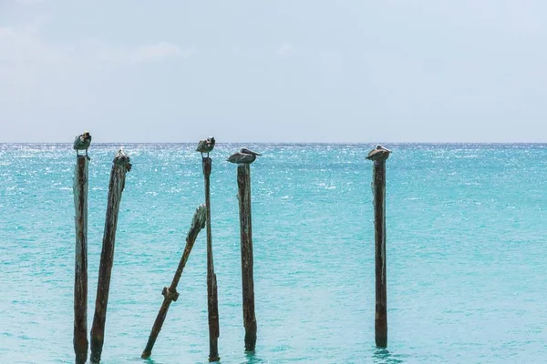 Pelícano Gaviotas Sentados Troncos Agua Turquesa Fondo Azul Cielo Del —  Fotos de Stock