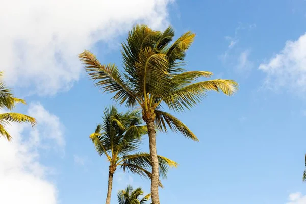 Gorgeous View Green Palm Trees Blue Sky Background Beautiful Nature — Stock Photo, Image