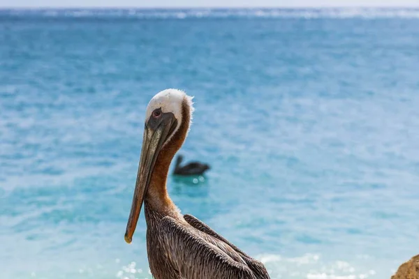 Vista Cerca Pájaro Pelícano Lindo Aislado Sobre Fondo Agua Azul — Foto de Stock