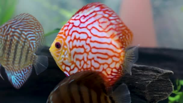 Close Zicht Discus Vissen Zwemmen Beplant Aquarium Tropische Vissen Prachtige — Stockvideo