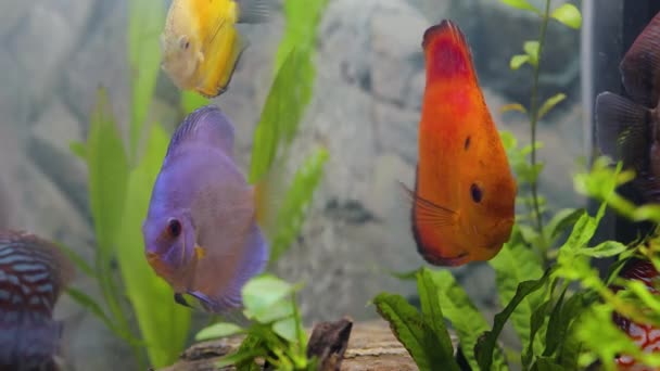 Close Zicht Discus Vissen Zwemmen Beplant Aquarium Tropische Vissen Prachtige — Stockvideo