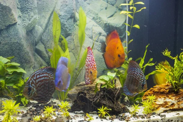 Close View Discus Fish Swimming Planted Aquarium Tropical Fishes Beautiful — Stock Photo, Image