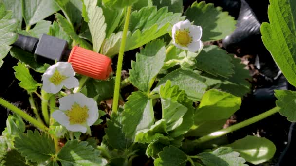 自動散水システムを備えたプラスチック製の空気ポットで成長しているイチゴ植物のビューを閉じます 美しい自然背景 — ストック動画