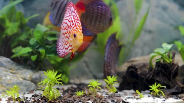 Vista Cerca Magníficos Peces Coloridos Acuario Discus Concepto Hobby — Vídeos de Stock