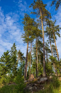 Mavi gökyüzündeki yüksek ağaçların yeşil manzarası ve arka plandaki bulutlar. Muhteşem doğa geçmişi..