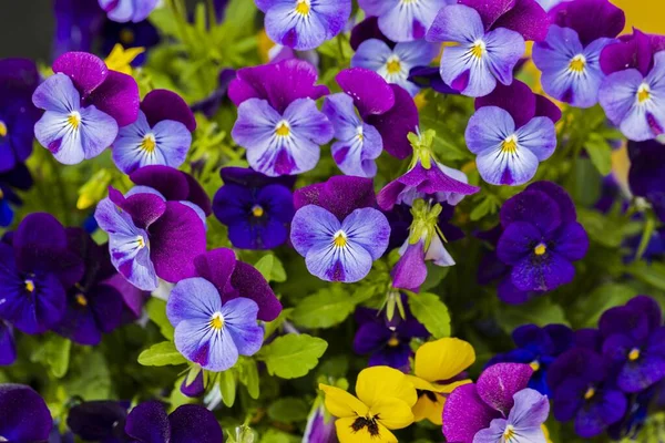 Vista Colorida Flores Pálidas Isoladas Fundo Lindos Fundos Natureza — Fotografia de Stock