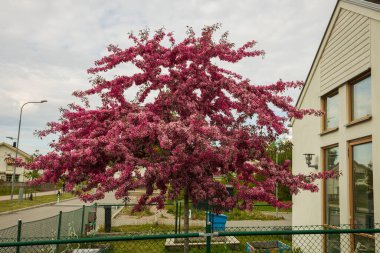 Beyaz bina arka planında çiçek açan muhteşem mor ağaç manzarası. 