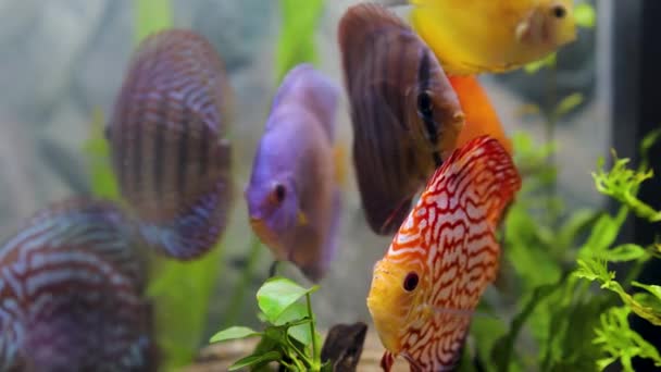 Close Uitzicht Prachtige Kleurrijke Aquarium Vissen Discus Familie Cichliden Hobby — Stockvideo