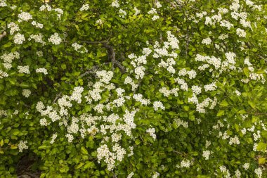 Beyaz çiçekli yeşil partilerin güzel yakın görüntüsü. Güzel doğa geçmişi.