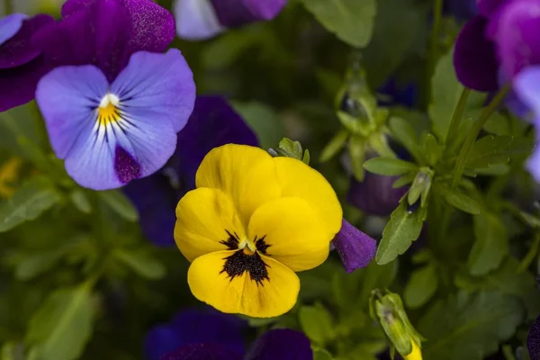 Close Colorful View Flowers Pansies Isolated Background Gorgeous Nature Backgrounds — Stock Photo, Image