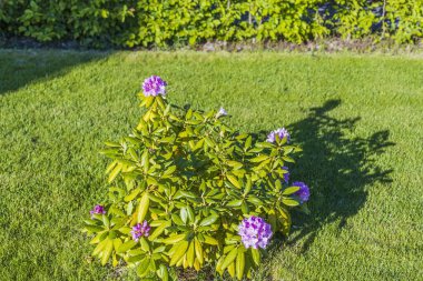 Yeşil arka planda izole edilmiş rhododendron 'un mor çalılığının güzel manzarası. Harika doğal altyapılar..