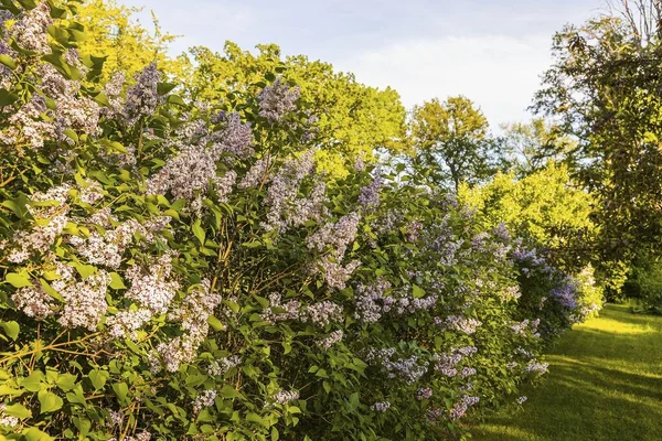 Zblízka Pohled Krásné Šeříkové Keře Další Rostliny Krásné Zelené Letní — Stock fotografie