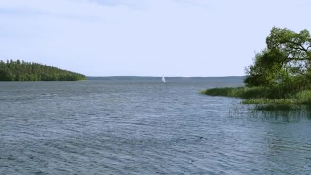 Piękny Widok Jezioro Kilkoma Białymi Żaglówkami Czystym Tle Błękitnego Nieba — Wideo stockowe