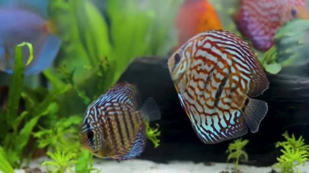 Close Zicht Prachtige Kleurrijke Aquarium Vissen Discus Hobby Concept — Stockvideo