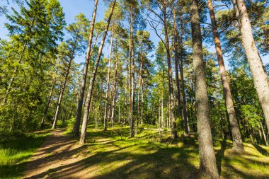 Mavi gökyüzündeki yüksek ağaçların yeşil manzarası ve arka plandaki bulutlar. Muhteşem doğa geçmişi..