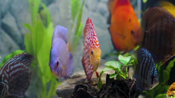 Vista Cerca Los Peces Acuario Colores Magníficos Discus Cíclidos Familia — Vídeos de Stock