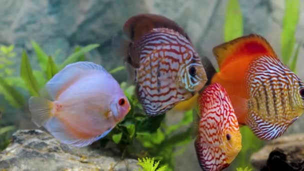 Vista Cerca Los Peces Acuario Colores Magníficos Discus Cíclidos Familia — Vídeo de stock