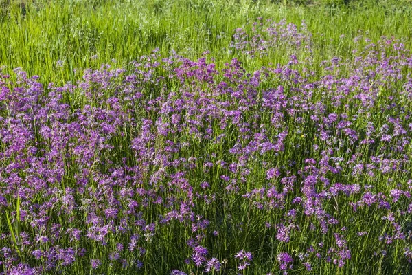 Hermosa Vista Flores Silvestres Púrpuras Prado Verde Hermosos Fondos Verano — Foto de Stock