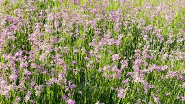 Prachtig Uitzicht Paarse Wilde Bloemen Groene Weide Mooie Zomerse Achtergronden — Stockvideo