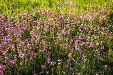 Yeşil çayırdaki mor kır çiçeklerinin güzel manzarası. Güzel yaz arkaplanları. 