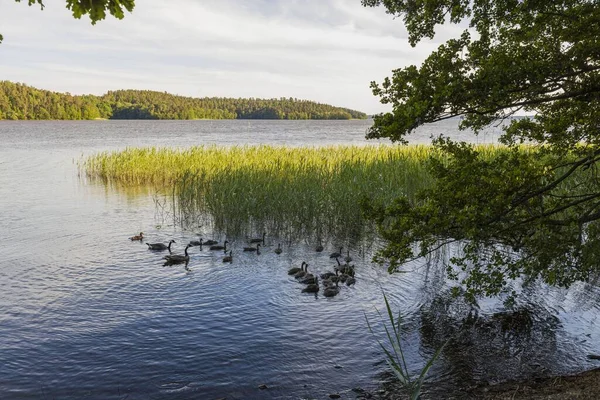 Widok Grupę Kaczek Jeziorze Koncepcja Ptaków Piękne Tła Natury — Zdjęcie stockowe