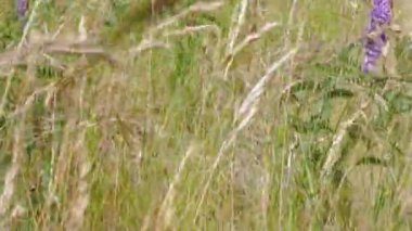 Güneşli yaz günlerinde çayır çimlerinde yürümenin güzel manzarası. Güzel yaz arkaplanları.