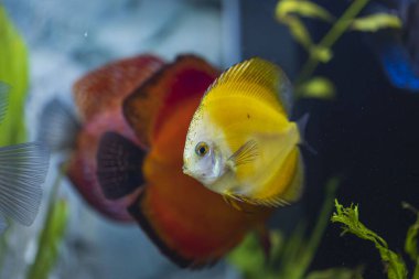 Muhteşem milenyum altın disk akvaryum balığı manzarası. Hobi konsepti.