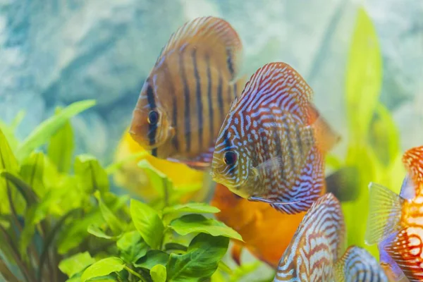 豪華なカラフルな水族館の魚のディスクのビューを閉じます 美しい自然背景 — ストック写真