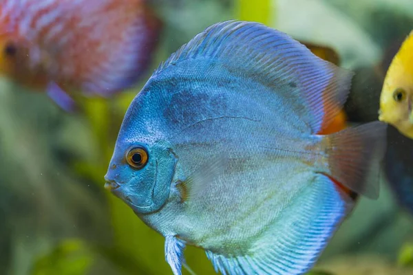 Close Widok Wspaniały Niebieski Anioł Dyskus Akwarium Ryb Pojęcie Hobby — Zdjęcie stockowe